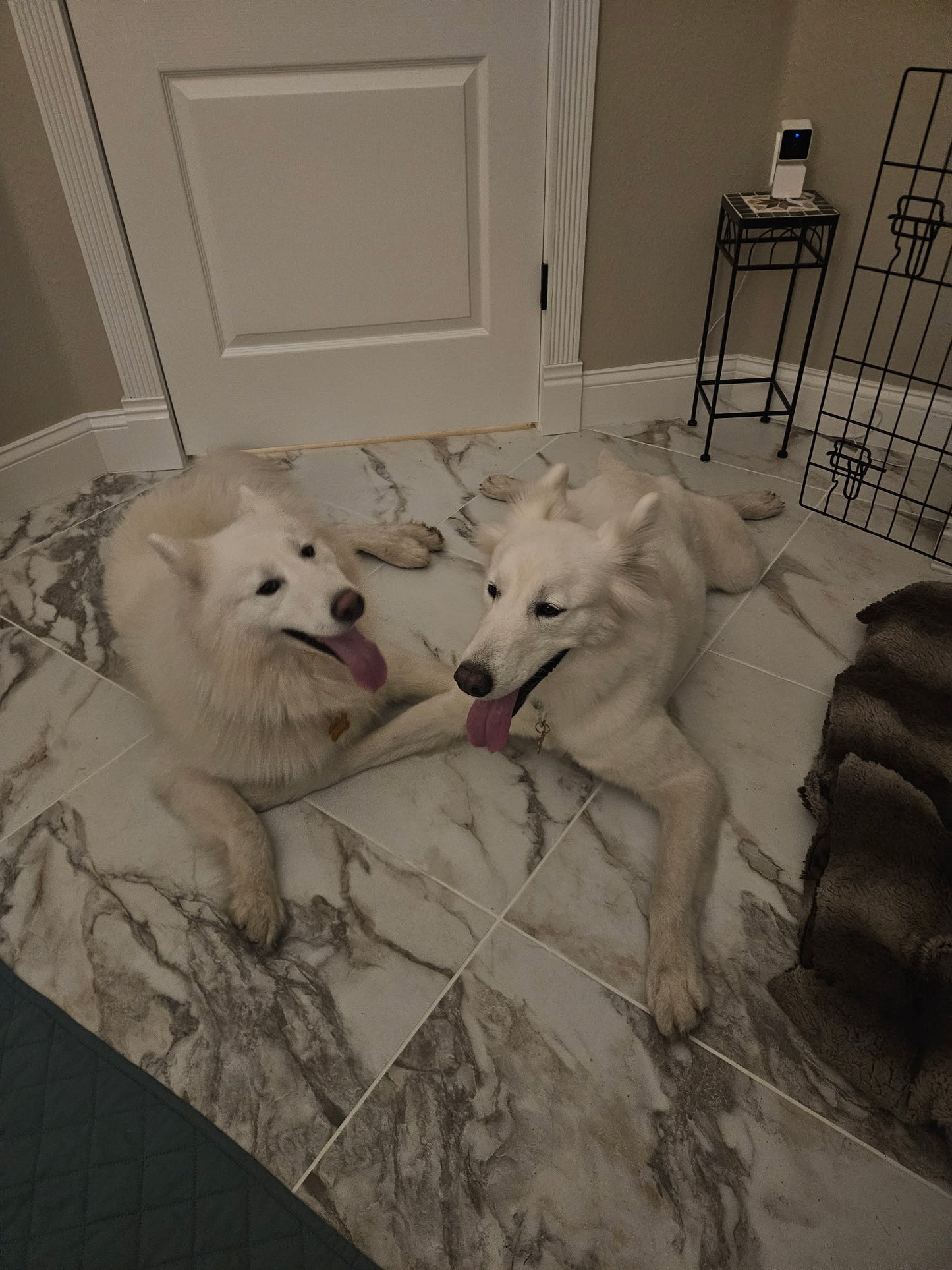 Daisy & Arlo