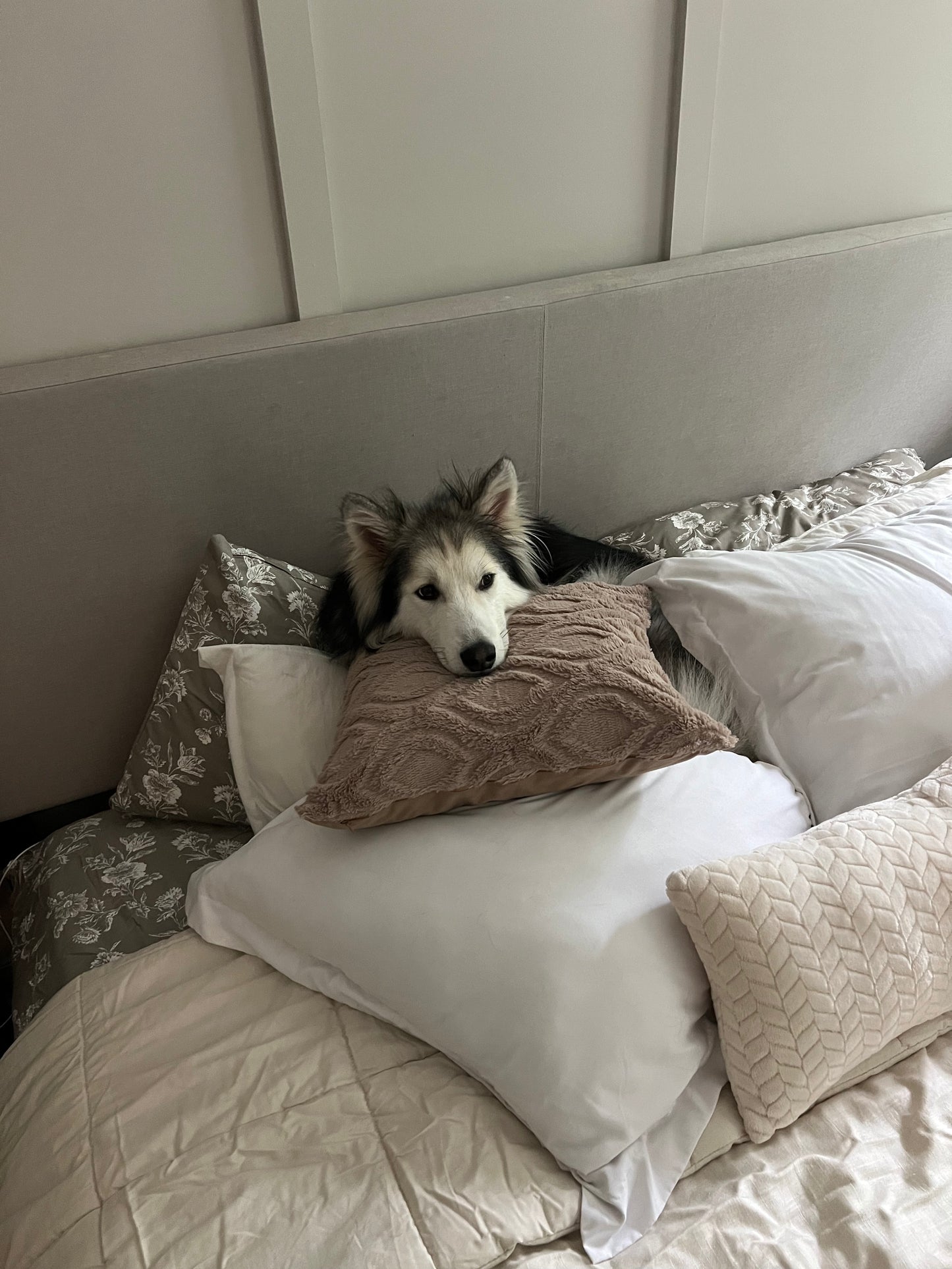 Apollo