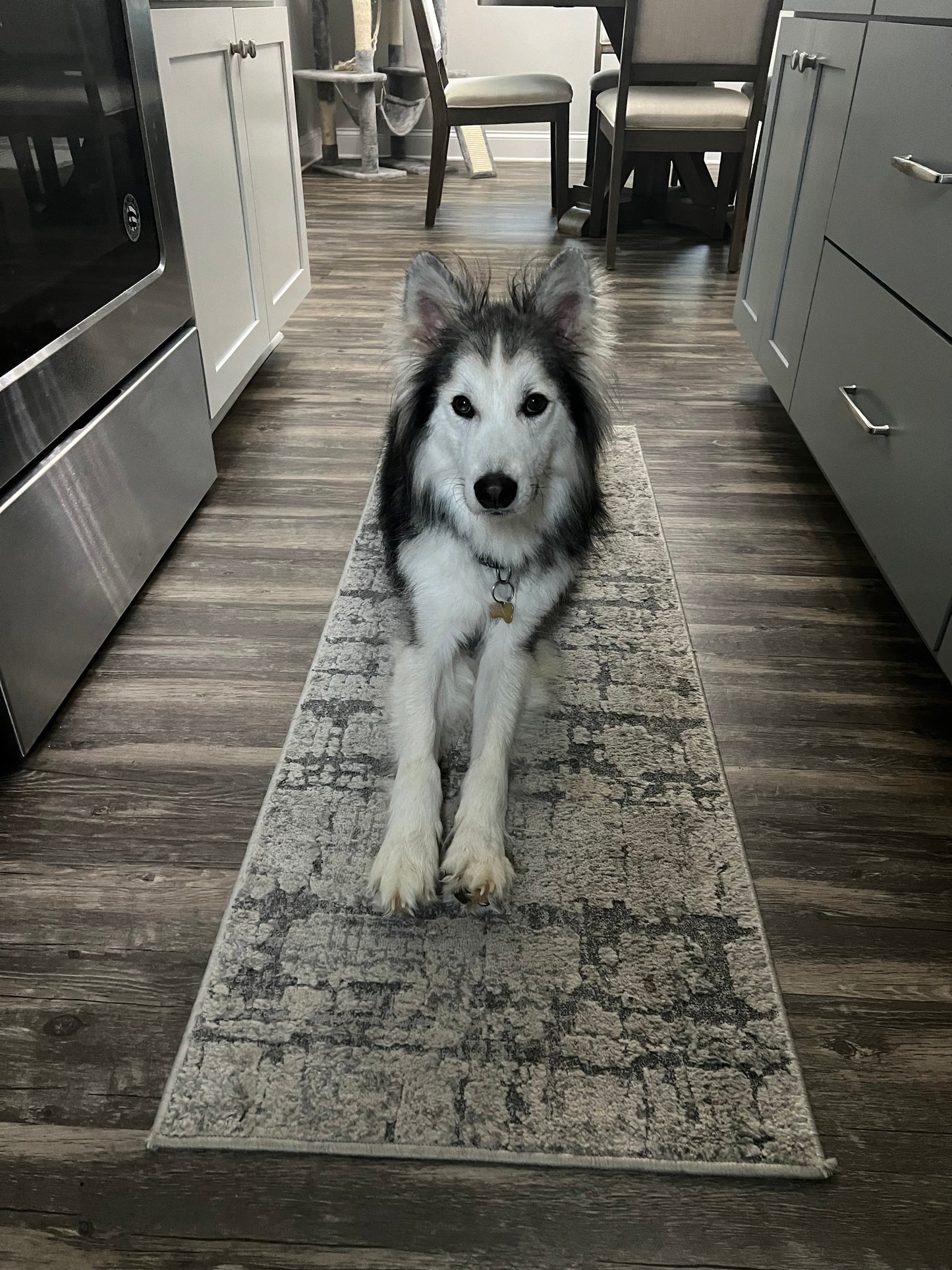 Apollo
