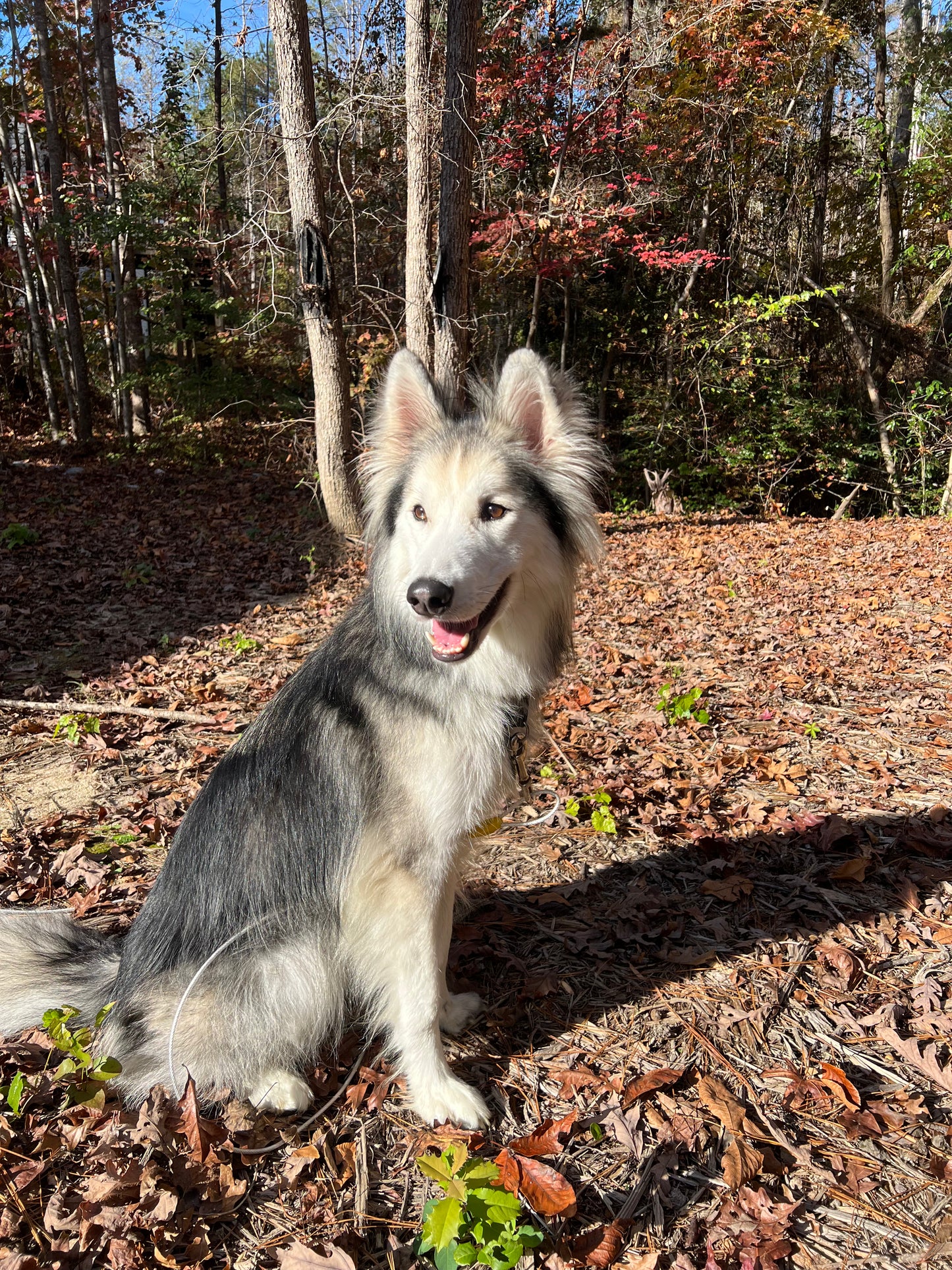 Apollo