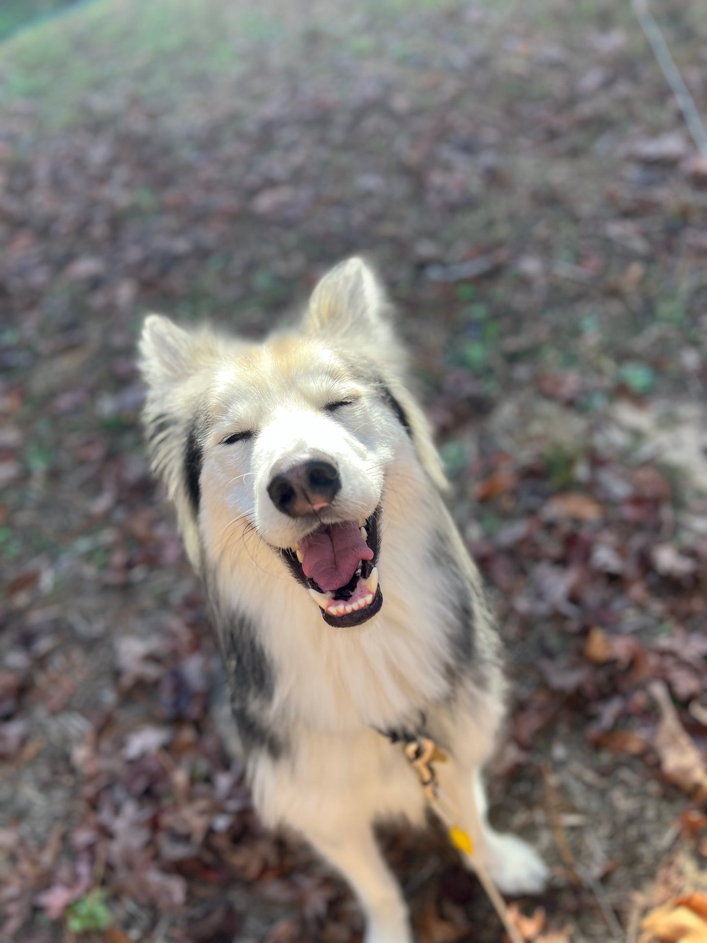 Apollo