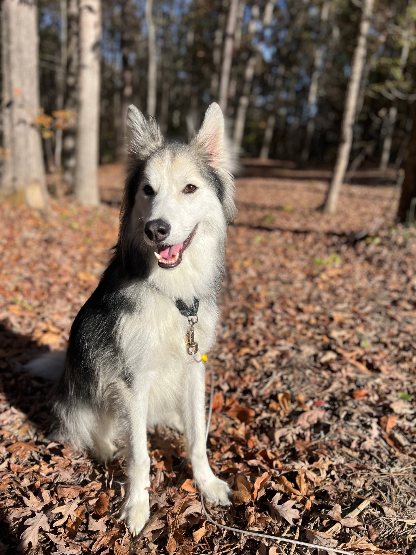Apollo