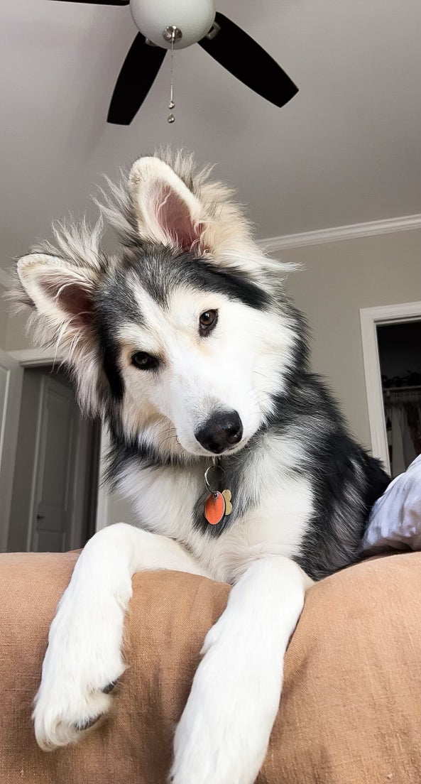 Apollo