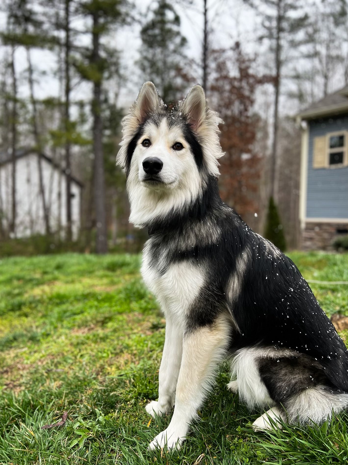 Apollo