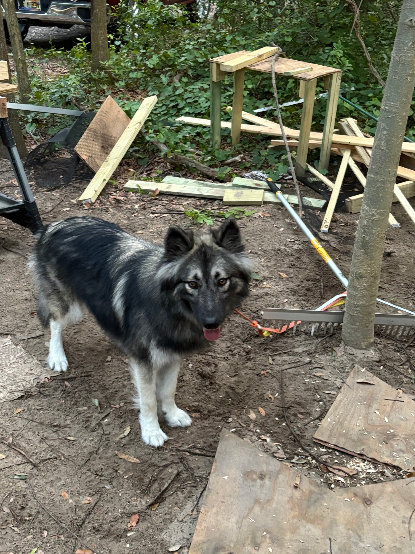 Zeus
