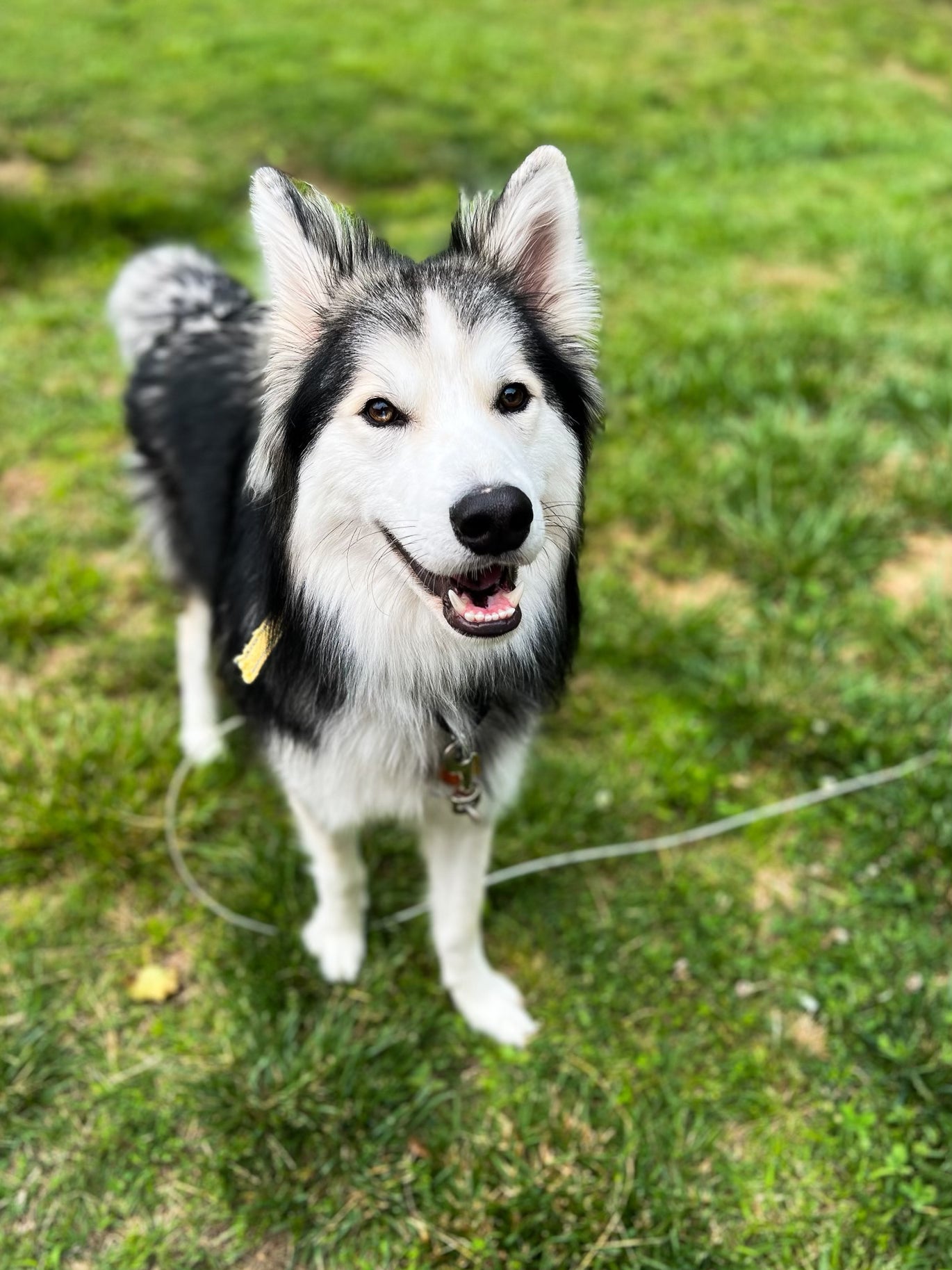 Apollo