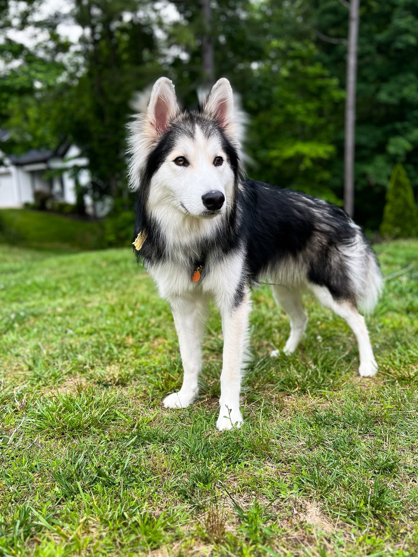 Apollo