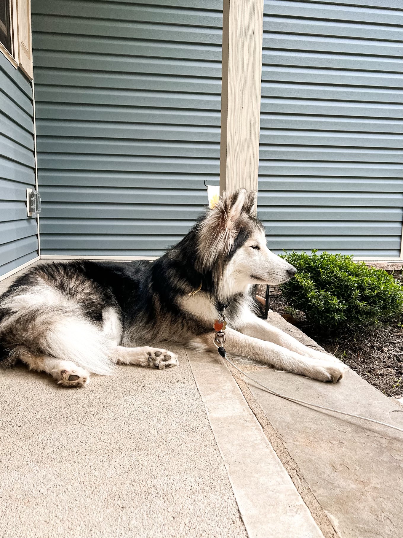 Apollo