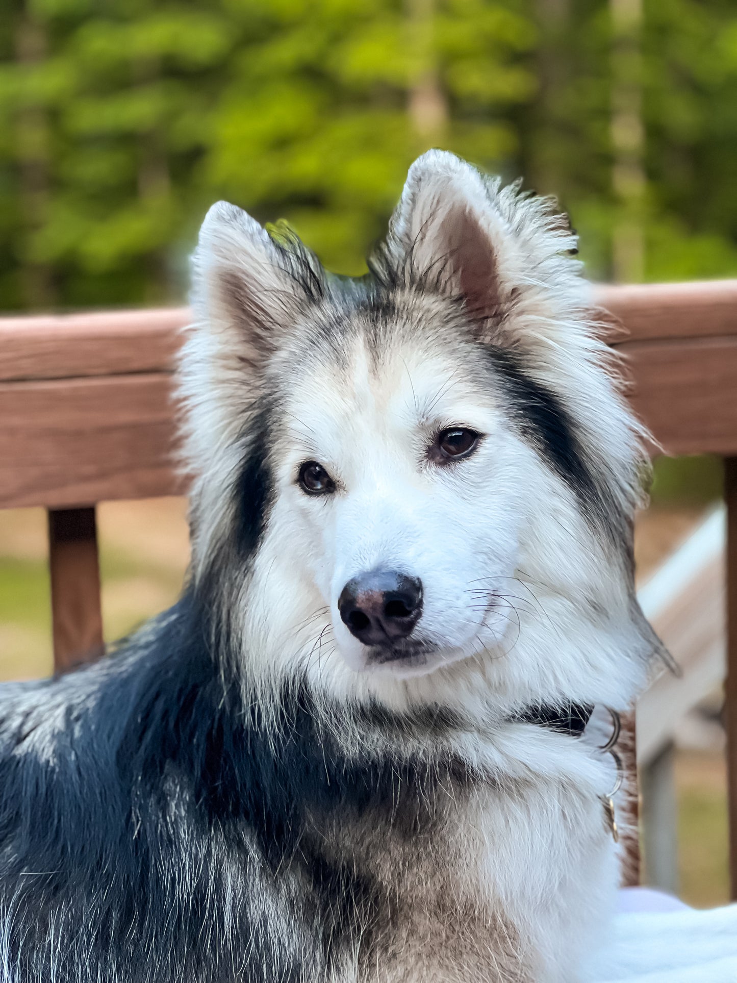 Apollo