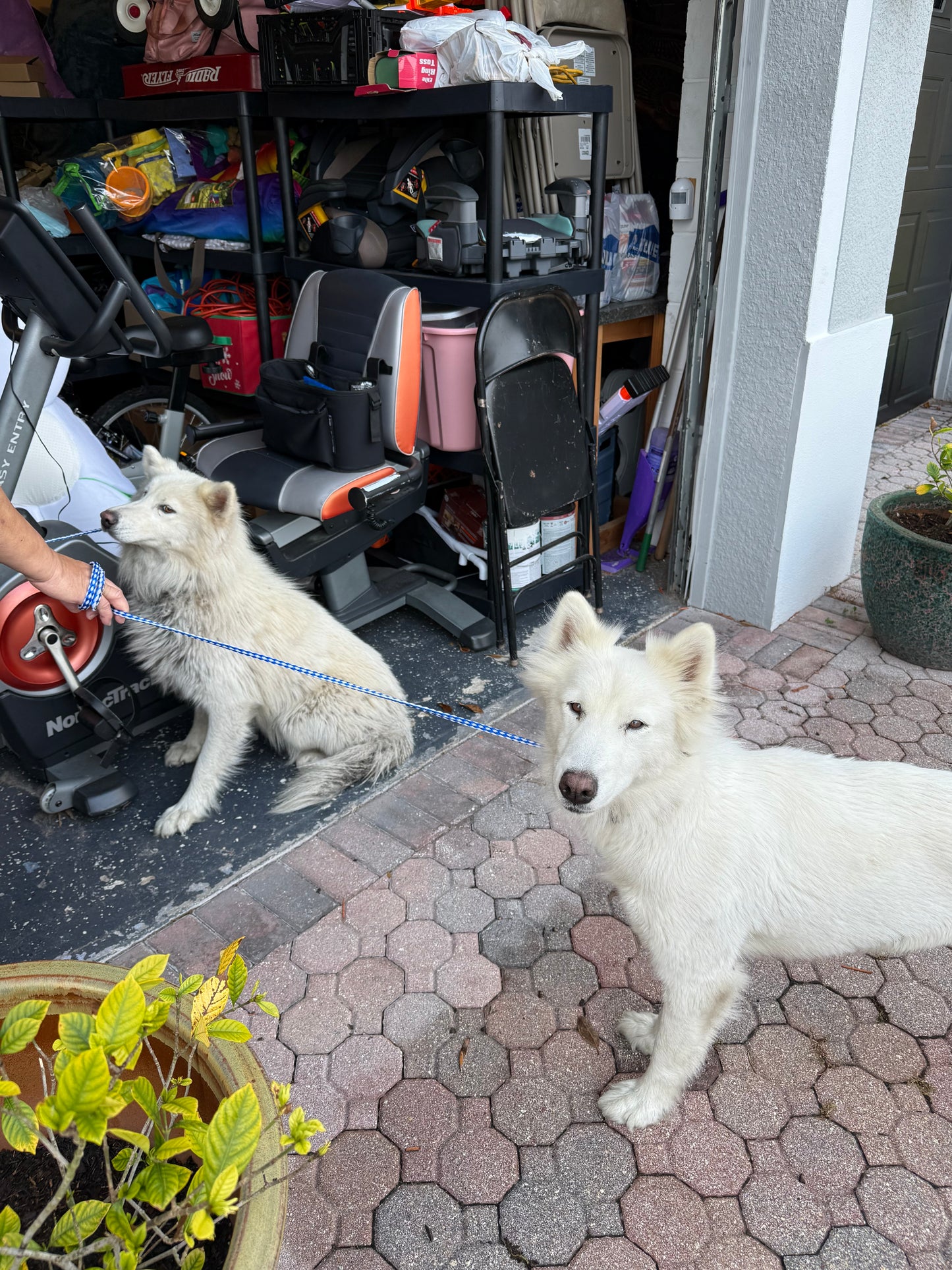 Daisy & Arlo