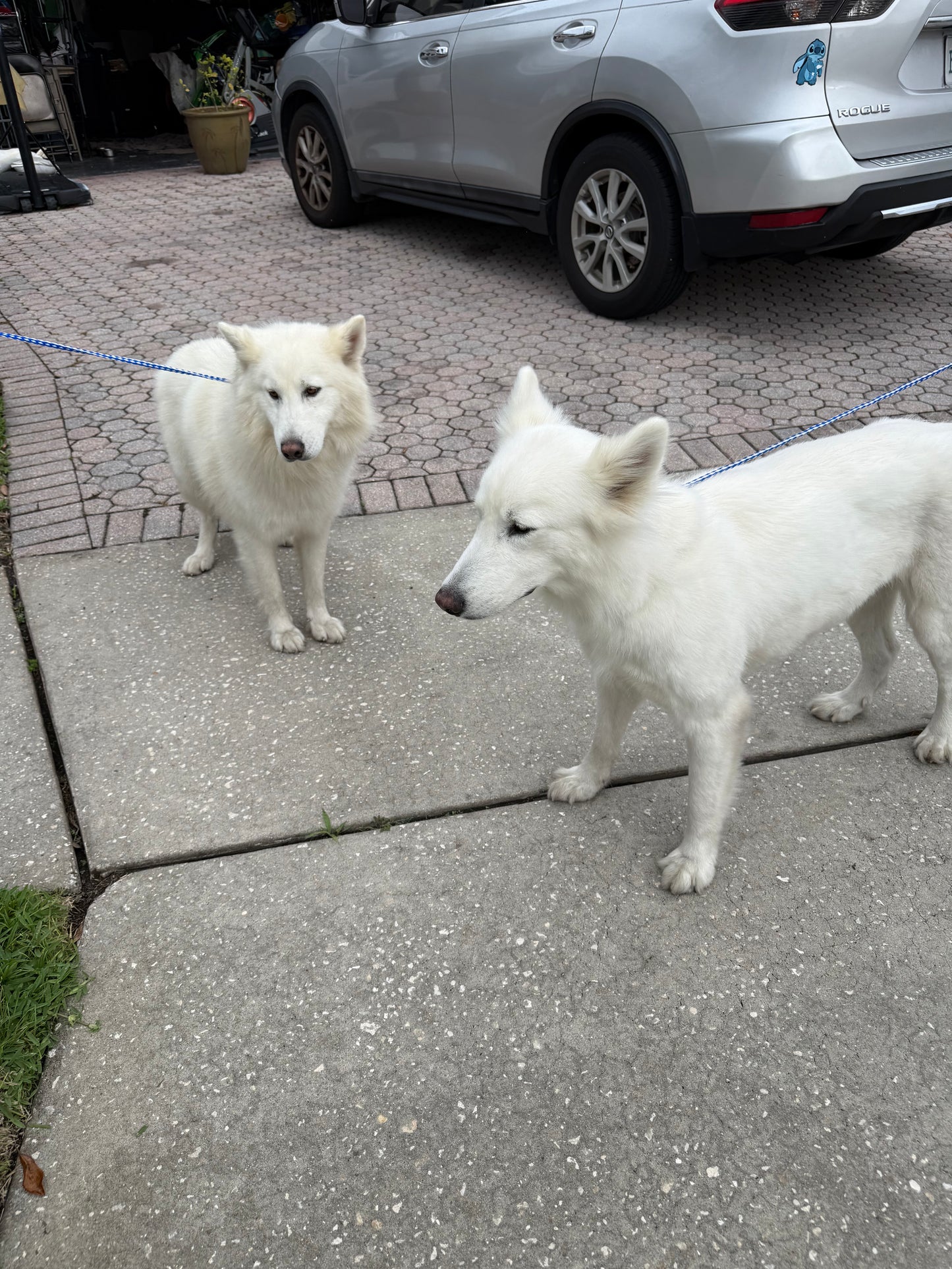 Daisy & Arlo