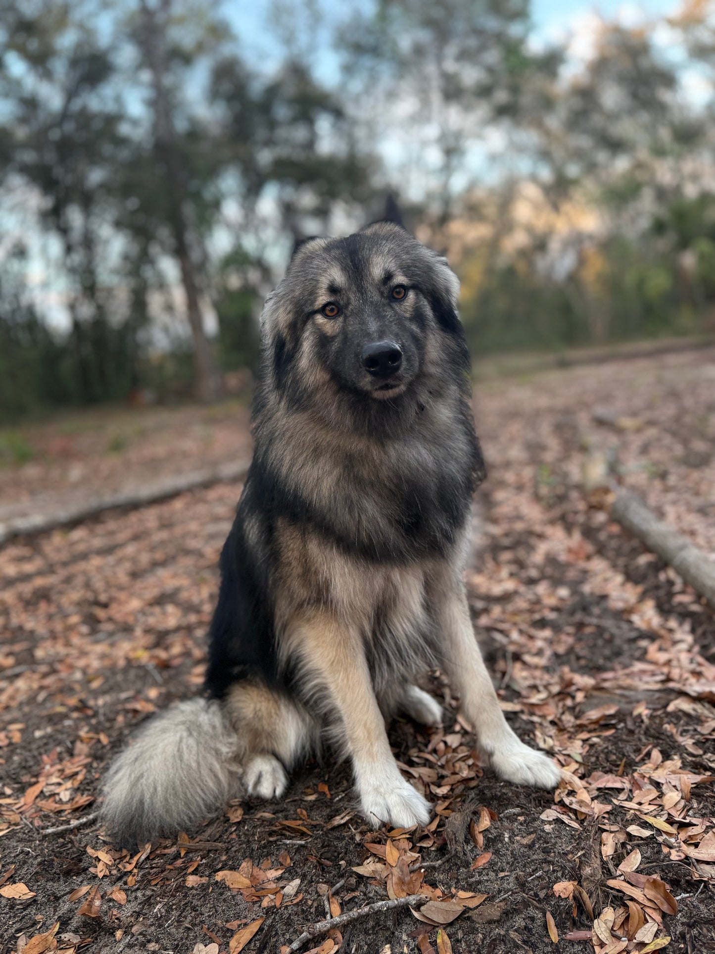 Zeus