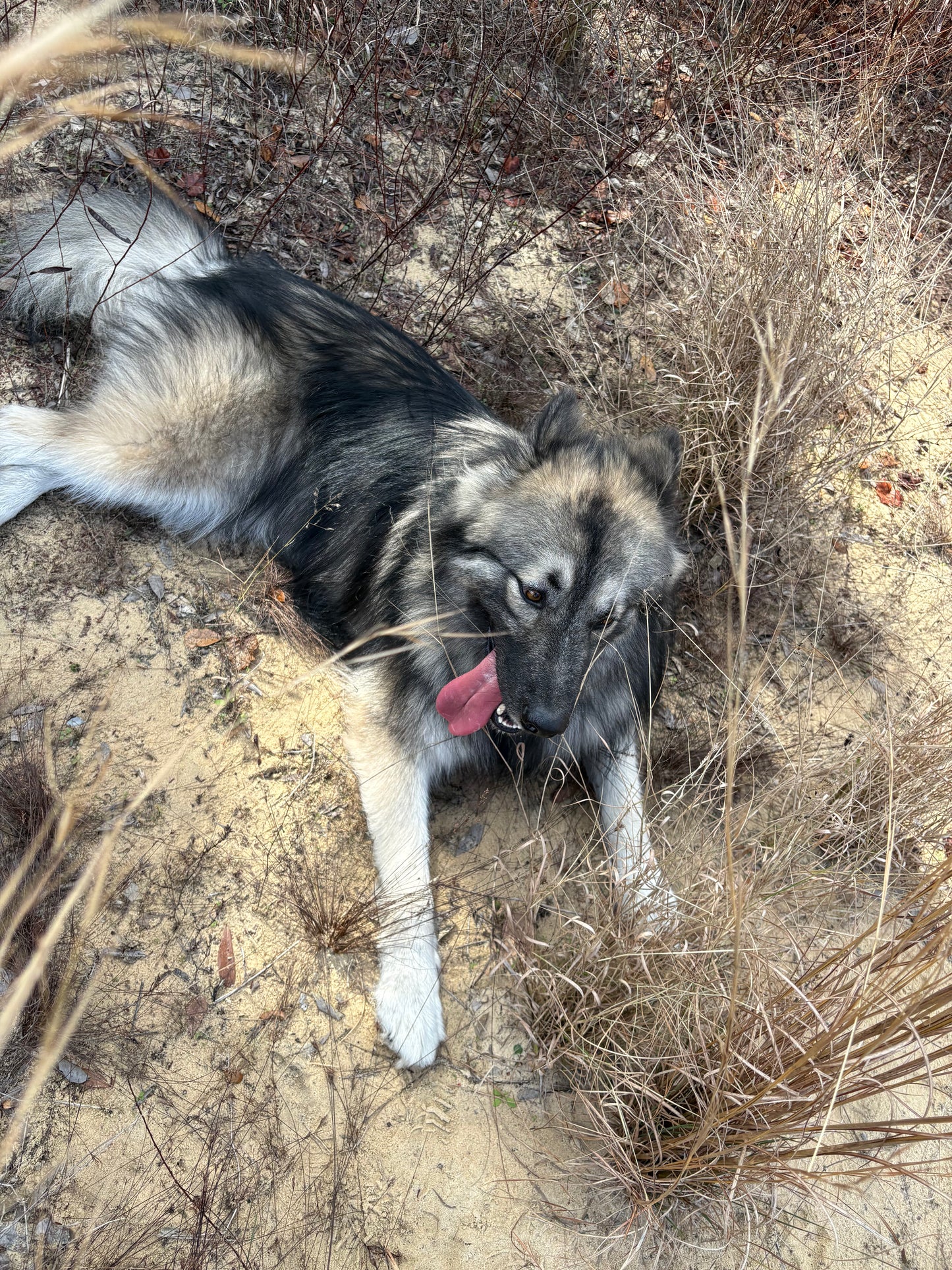 Zeus